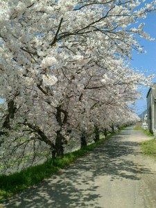 桜　桜　桜